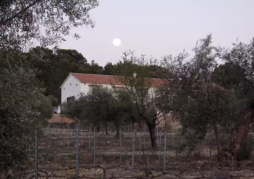 Bodegas Lazo