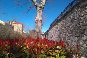 Caf&eacute; Bar Azalea