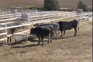 Costillas Tonatiuh S L