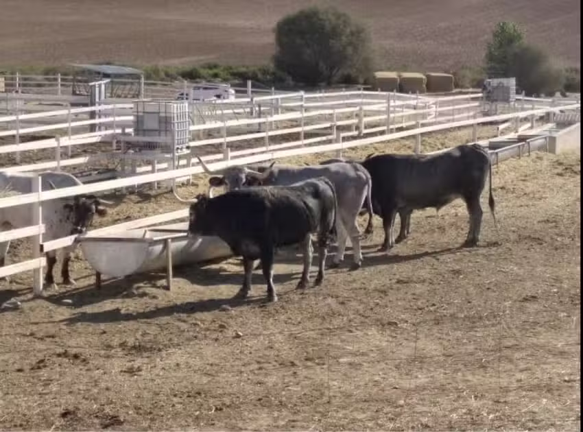 Costillas Tonatiuh S L