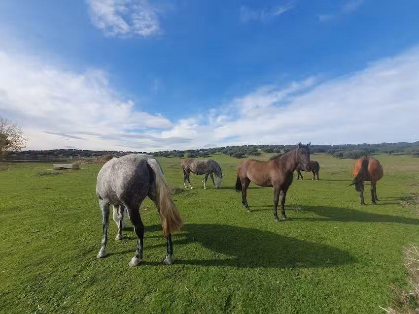 Finca de Castro Enr&iacute;quez (Diputaci&oacute;n de Salamanca)