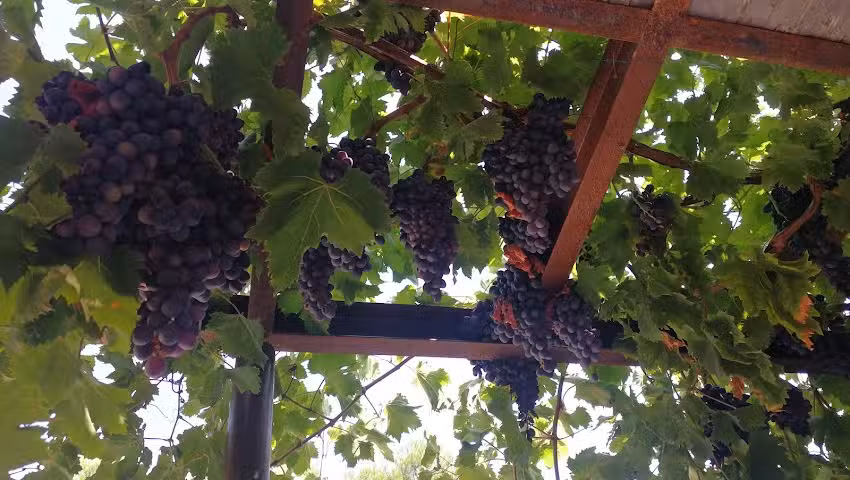 L&acute;HEREU Restaurant