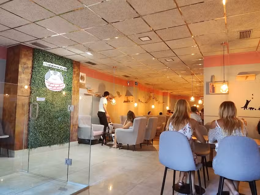 La Gatera &ndash; Cat Caf&eacute;