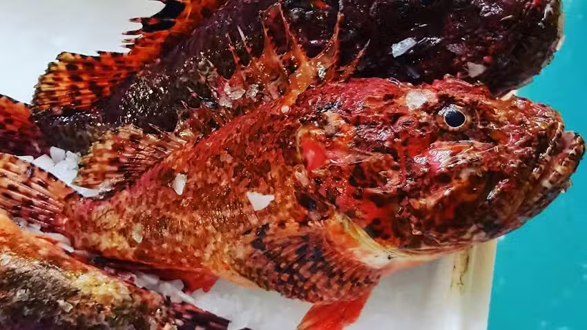 Pescados Chileno