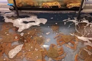 PESCADOS Y MARISCOS ACERO