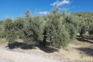 Restaurante VALERIANO