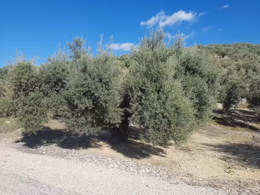 Restaurante VALERIANO